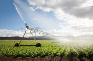 Irrigation Pivot in Bean Field